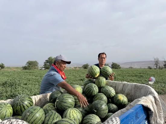 娱乐718.吃瓜王大炮,揭秘吃瓜王大炮的瓜界传奇